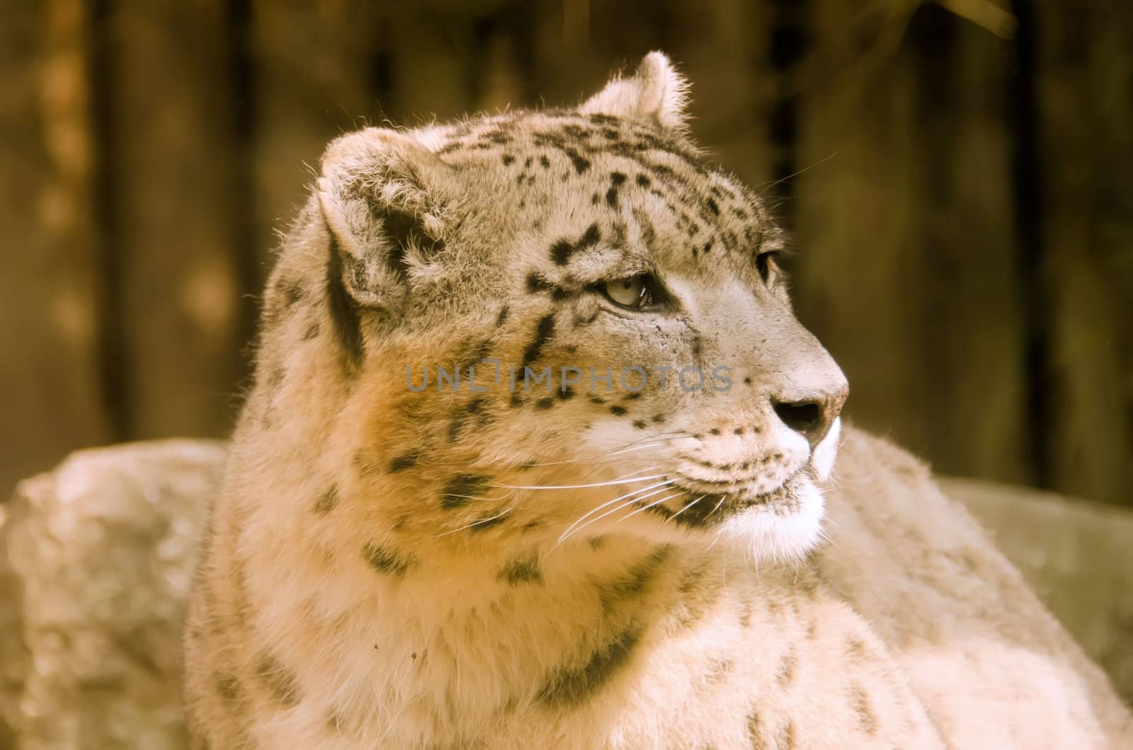 the snow leopard