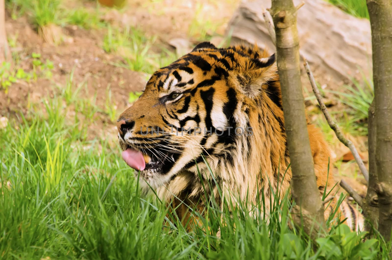 the tiger