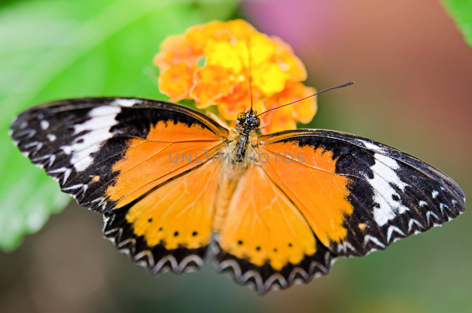 the beautiful butterfly with wings