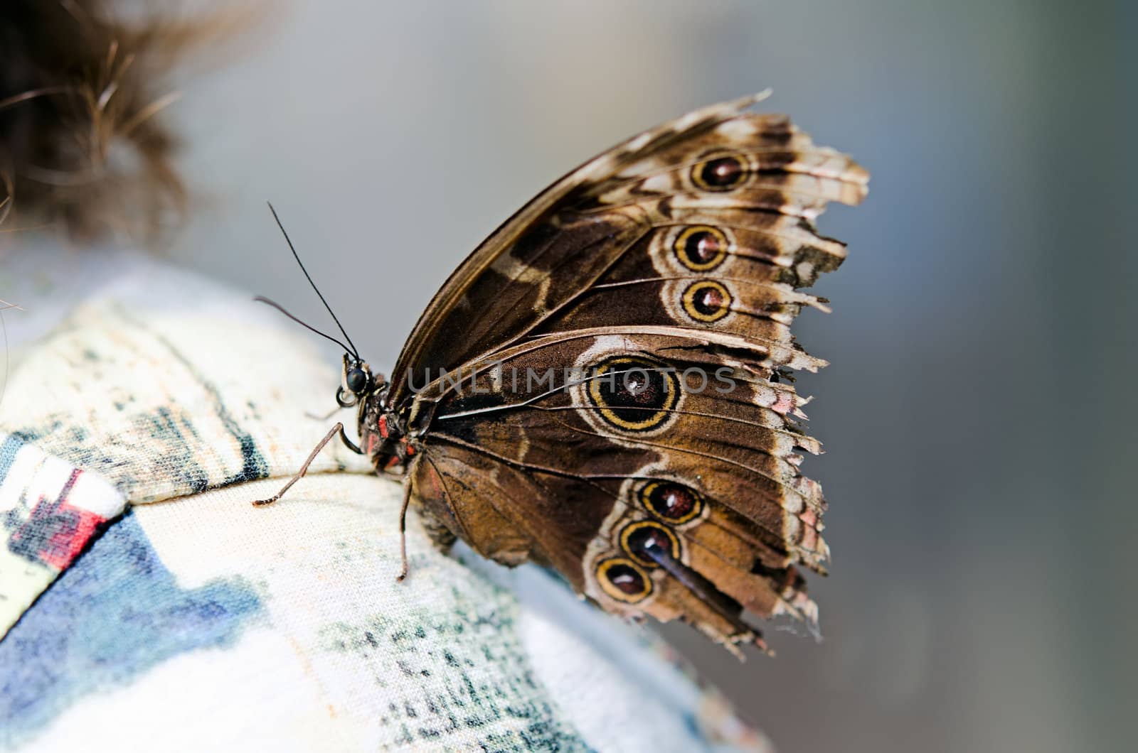 the beautiful butterfly with wings