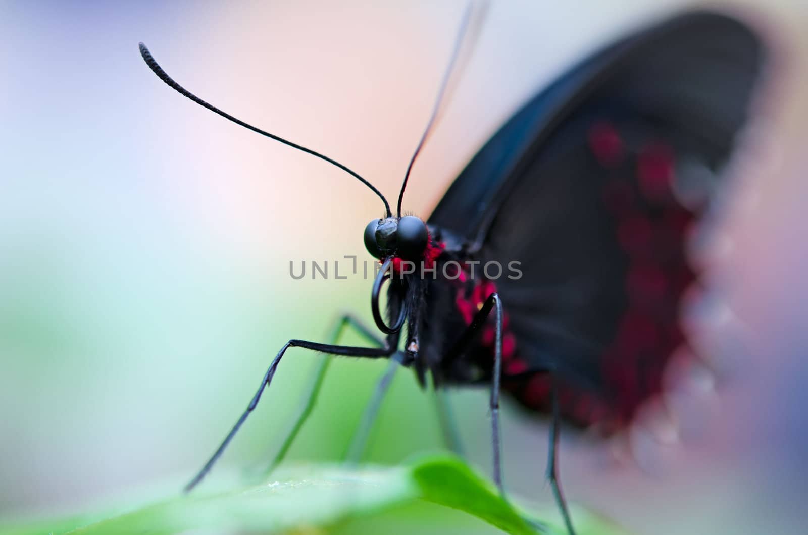 the beautiful butterfly with wings