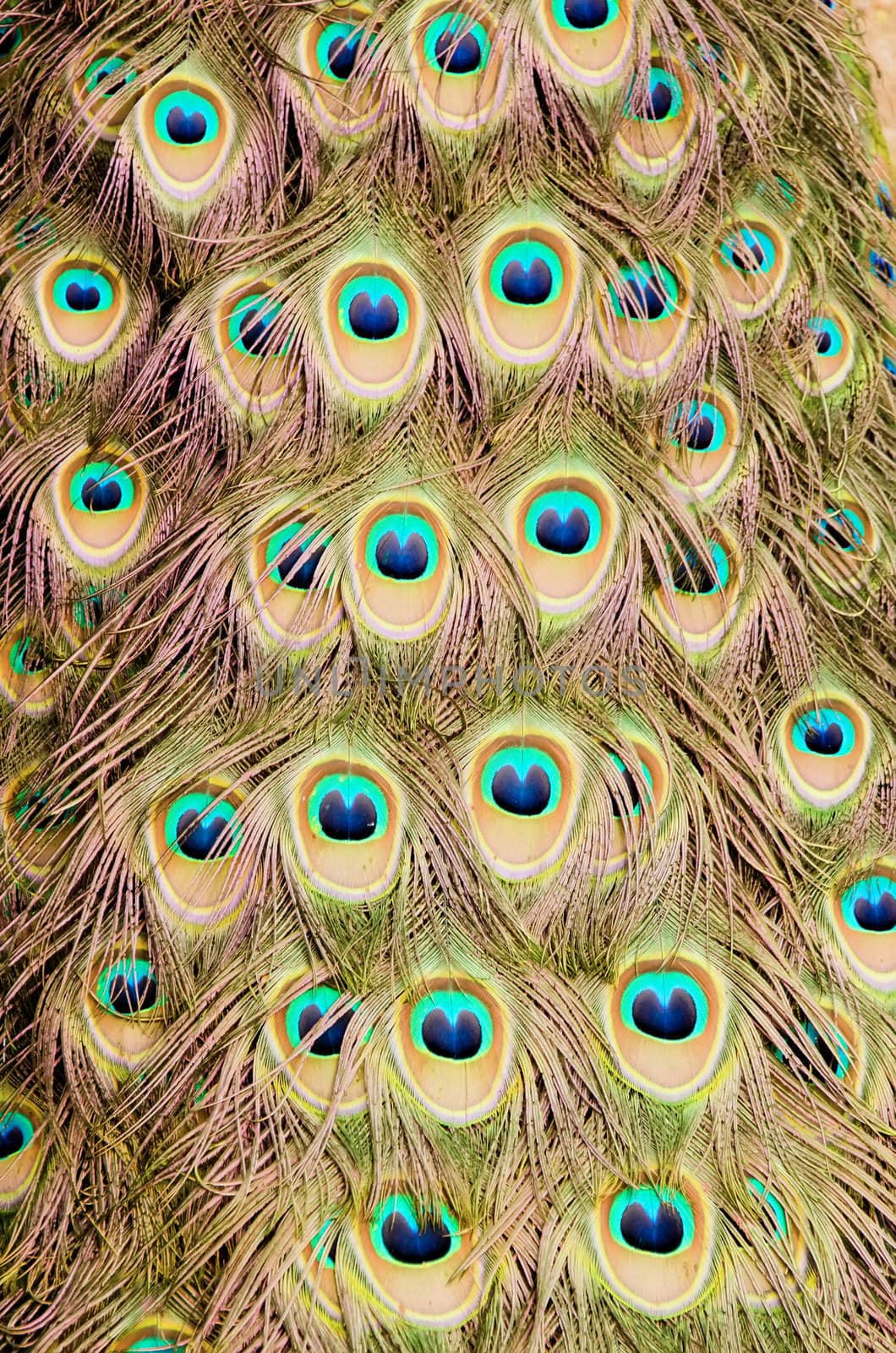 peacock feathers by njaj