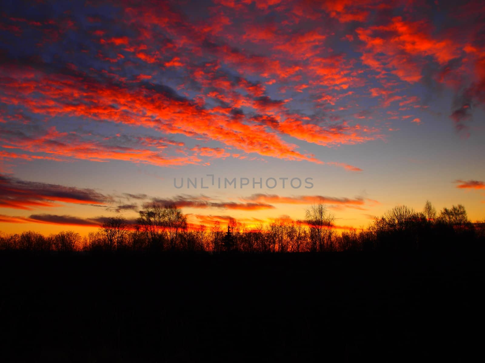 Dawn over the forest