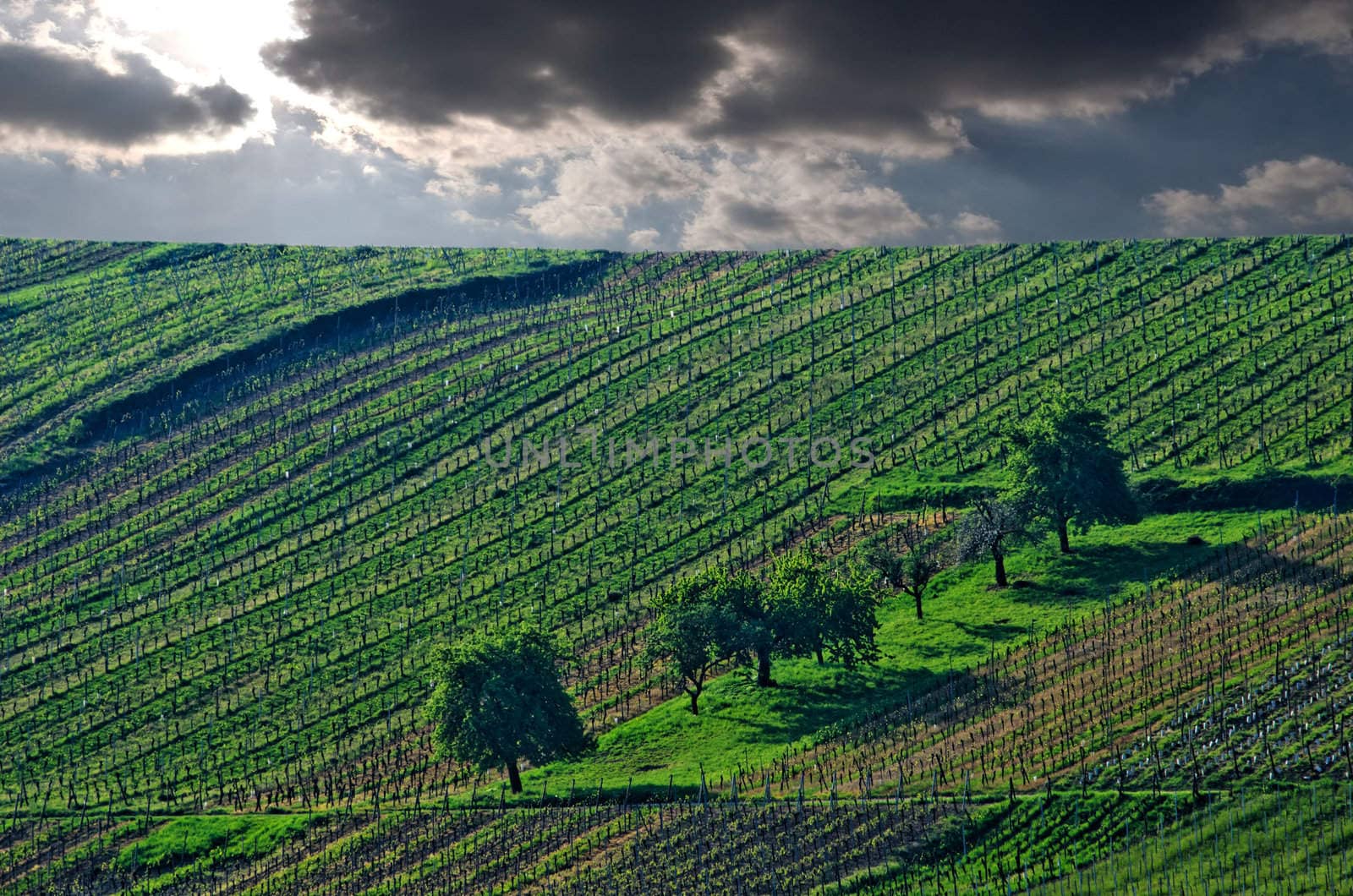 the vines