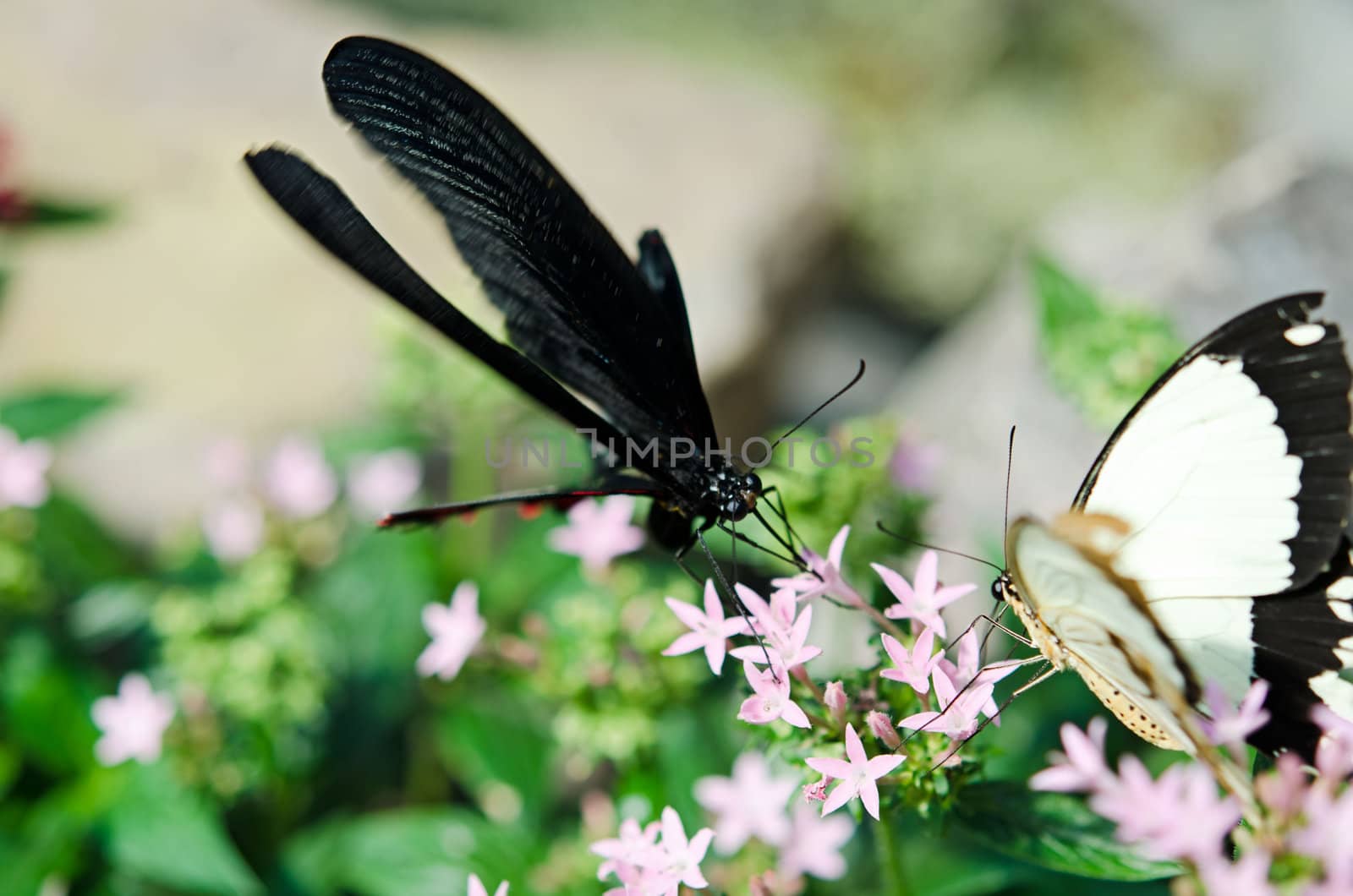 the beautiful butterfly with wings