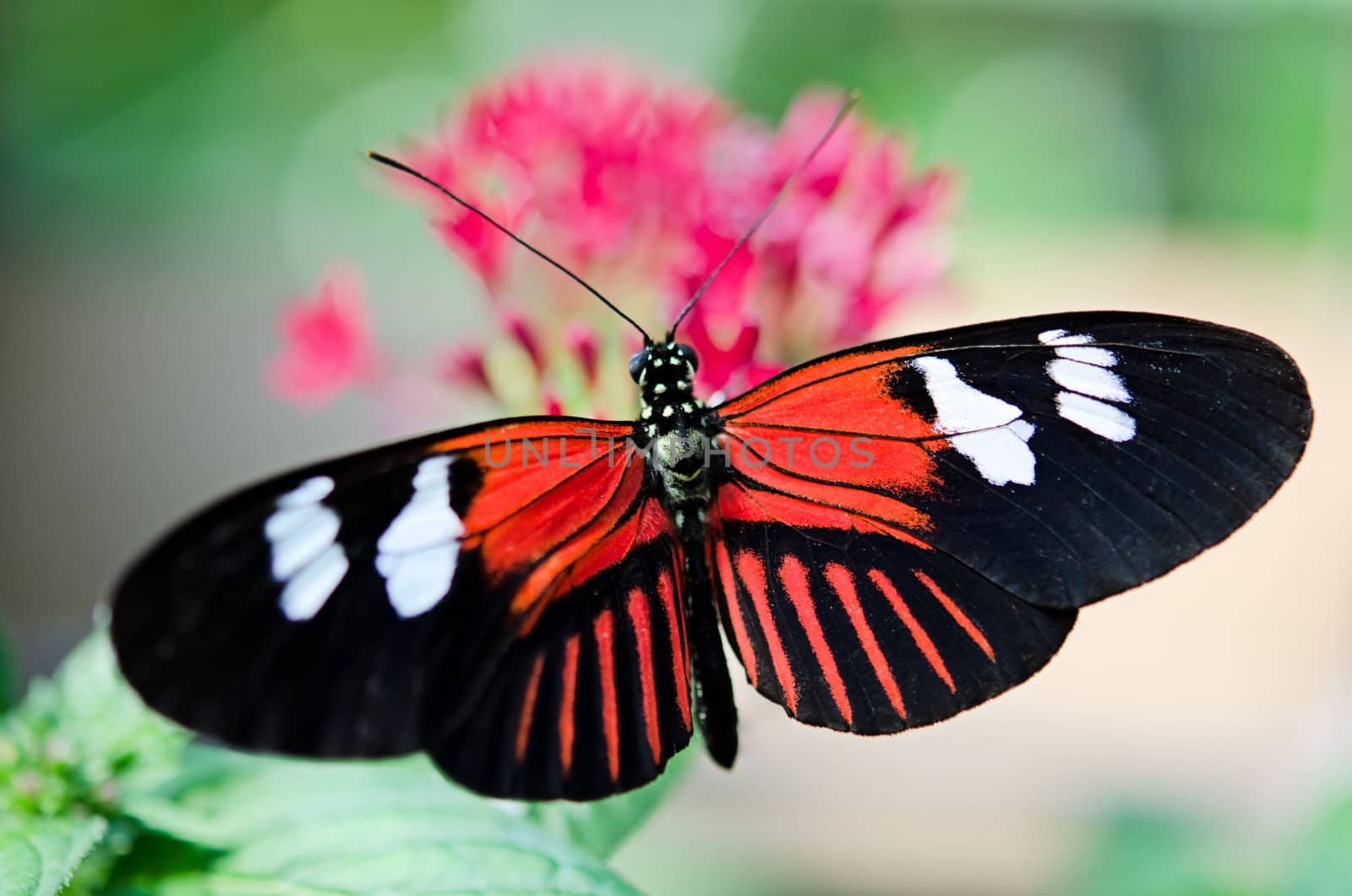 the beautiful butterfly with wings