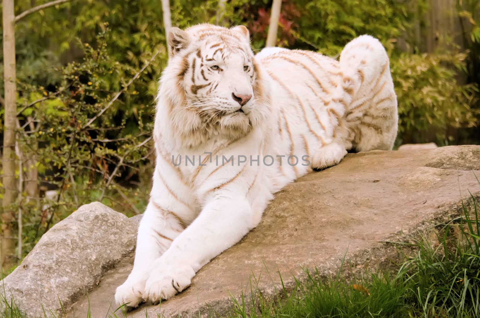 the white tiger