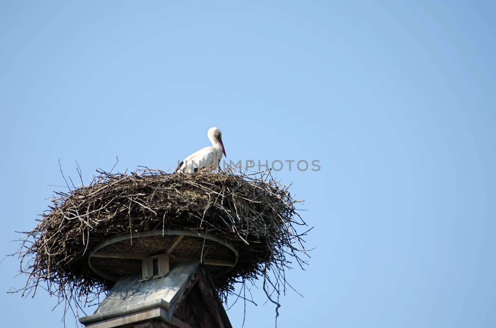 the stork in its nest