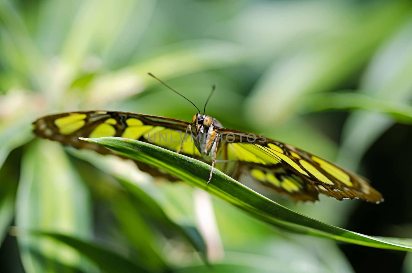 the beautiful butterfly with wings