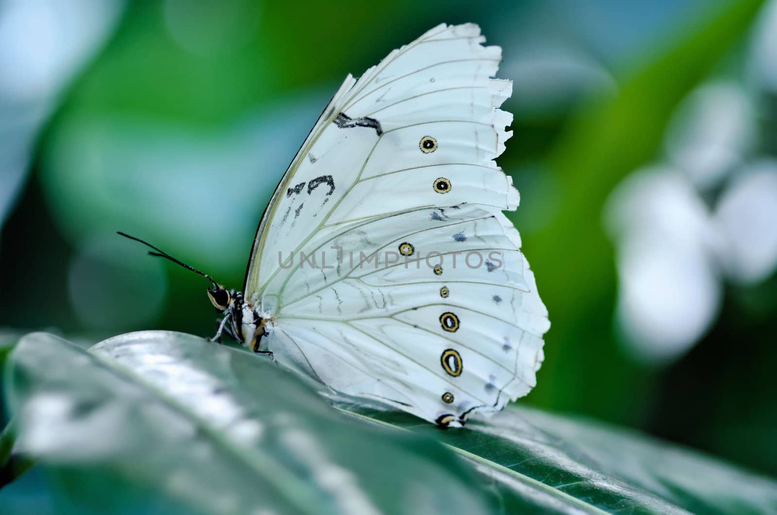 the beautiful butterfly with wings