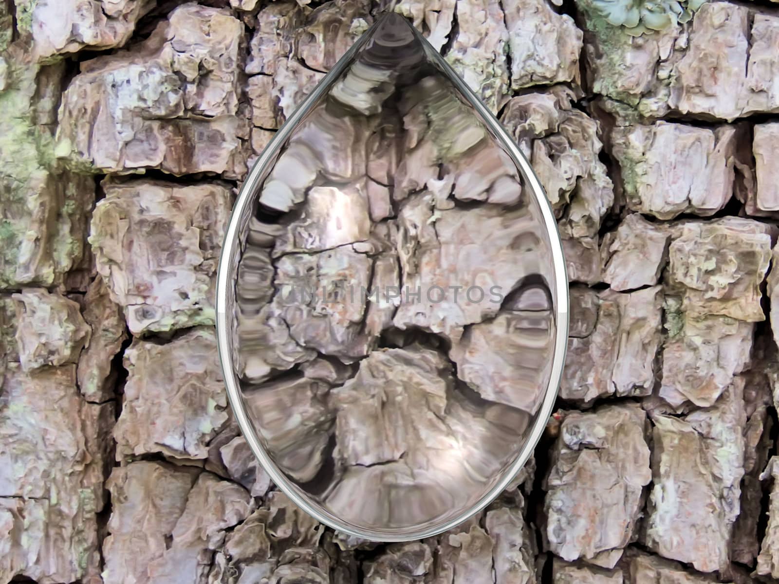 the water drop and bark