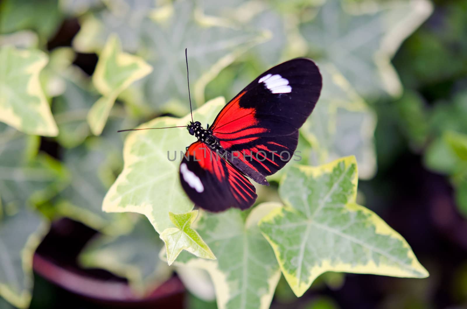 the beautiful butterfly with wings