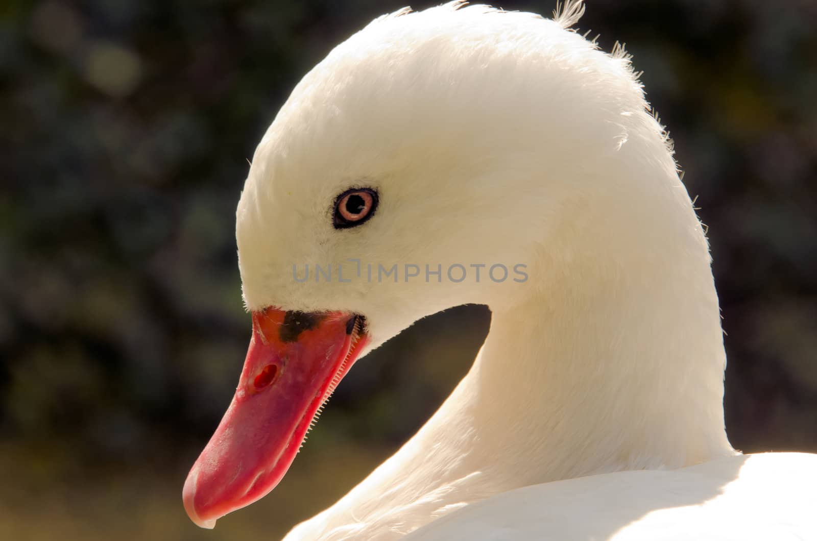 the head of a white goose