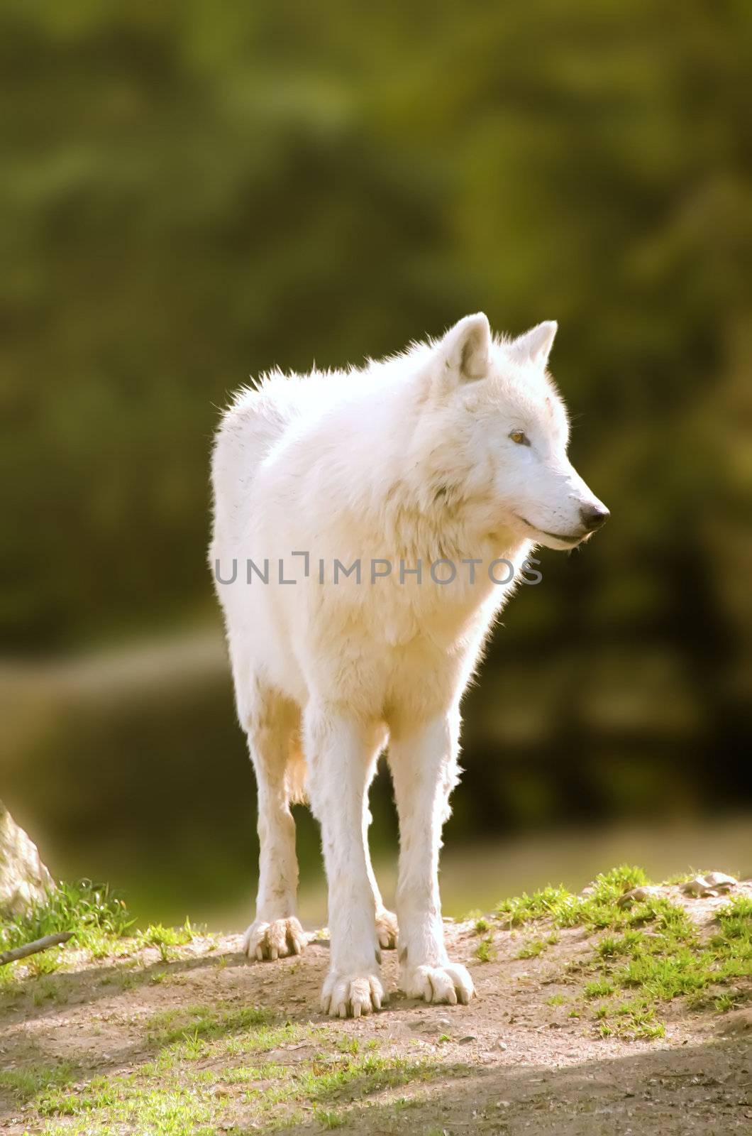 the white wolf by njaj