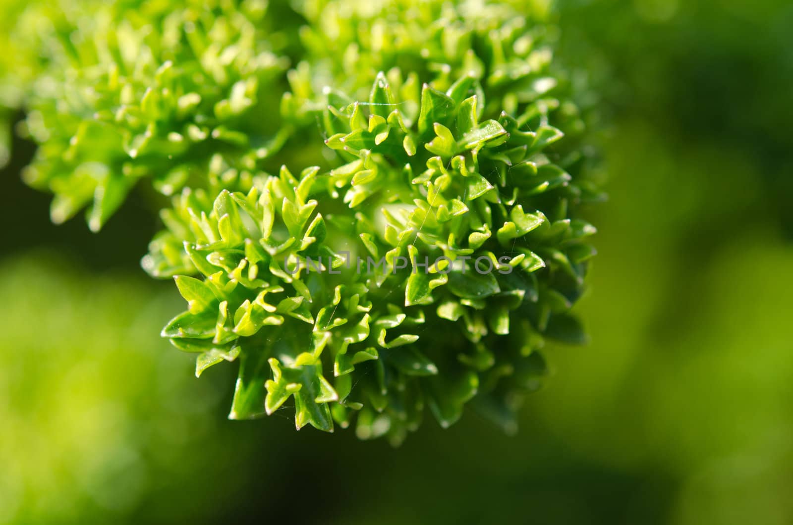 the parsley