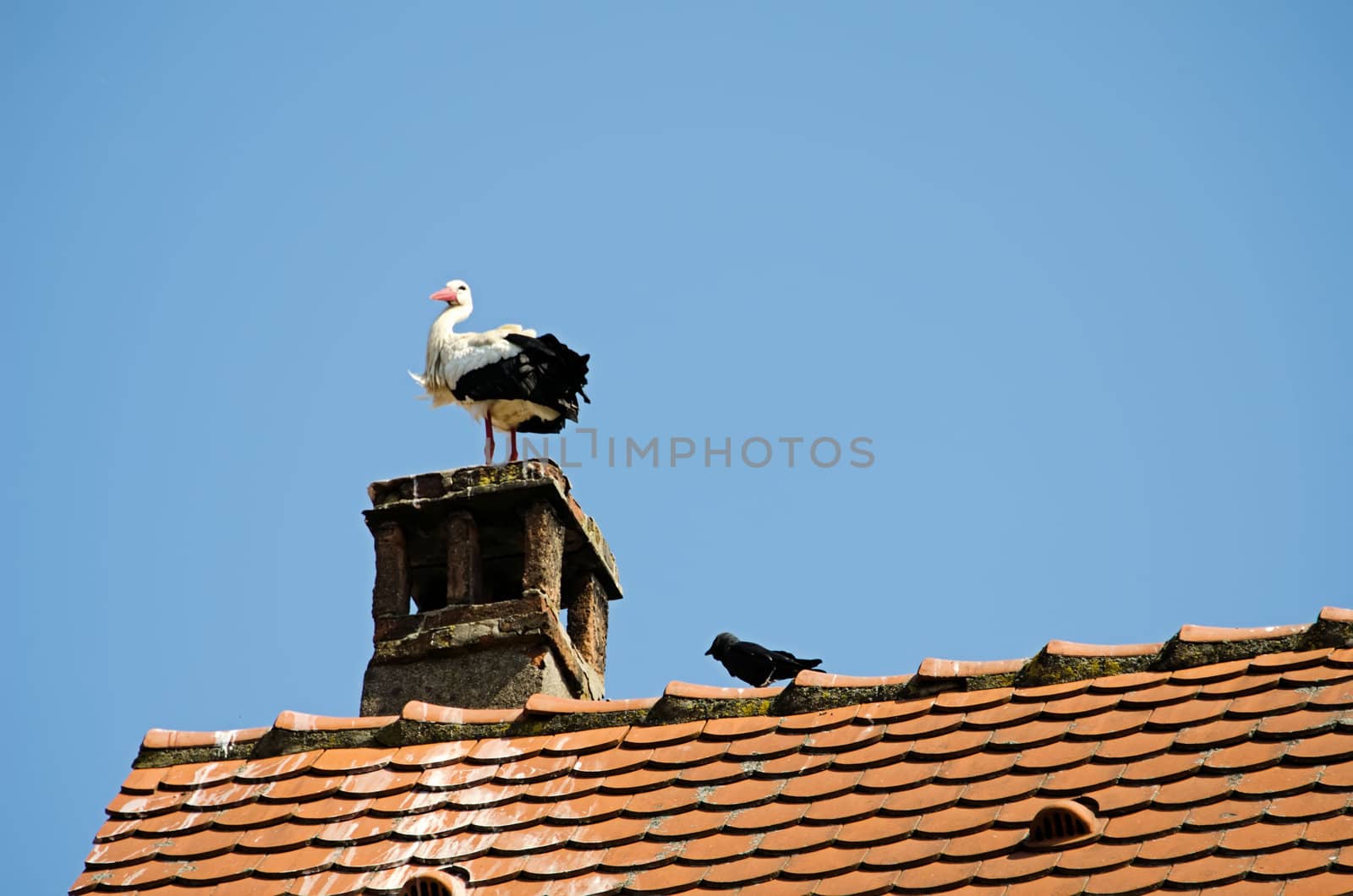 the stork on the roof