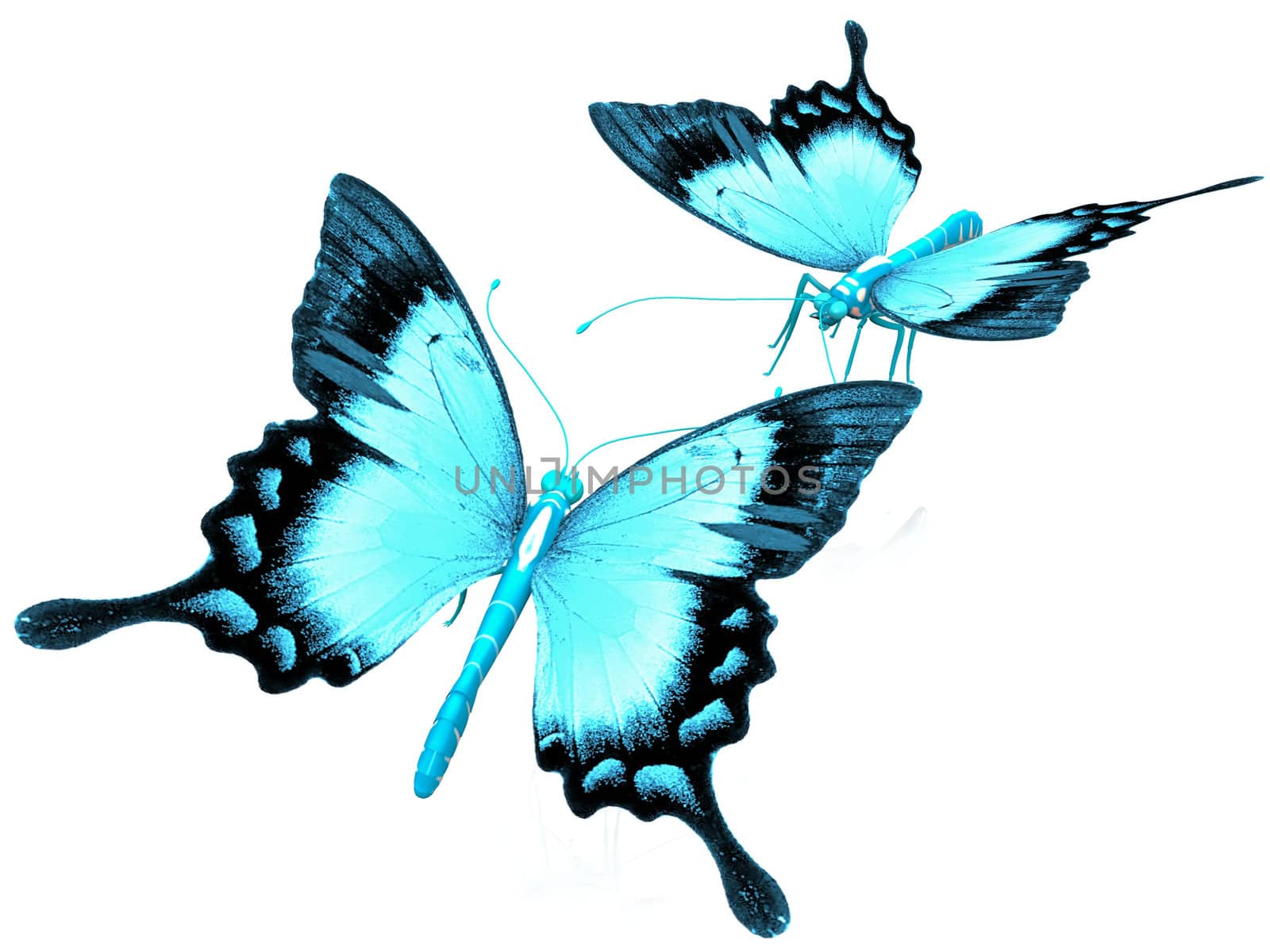 the beautiful butterfly with wings