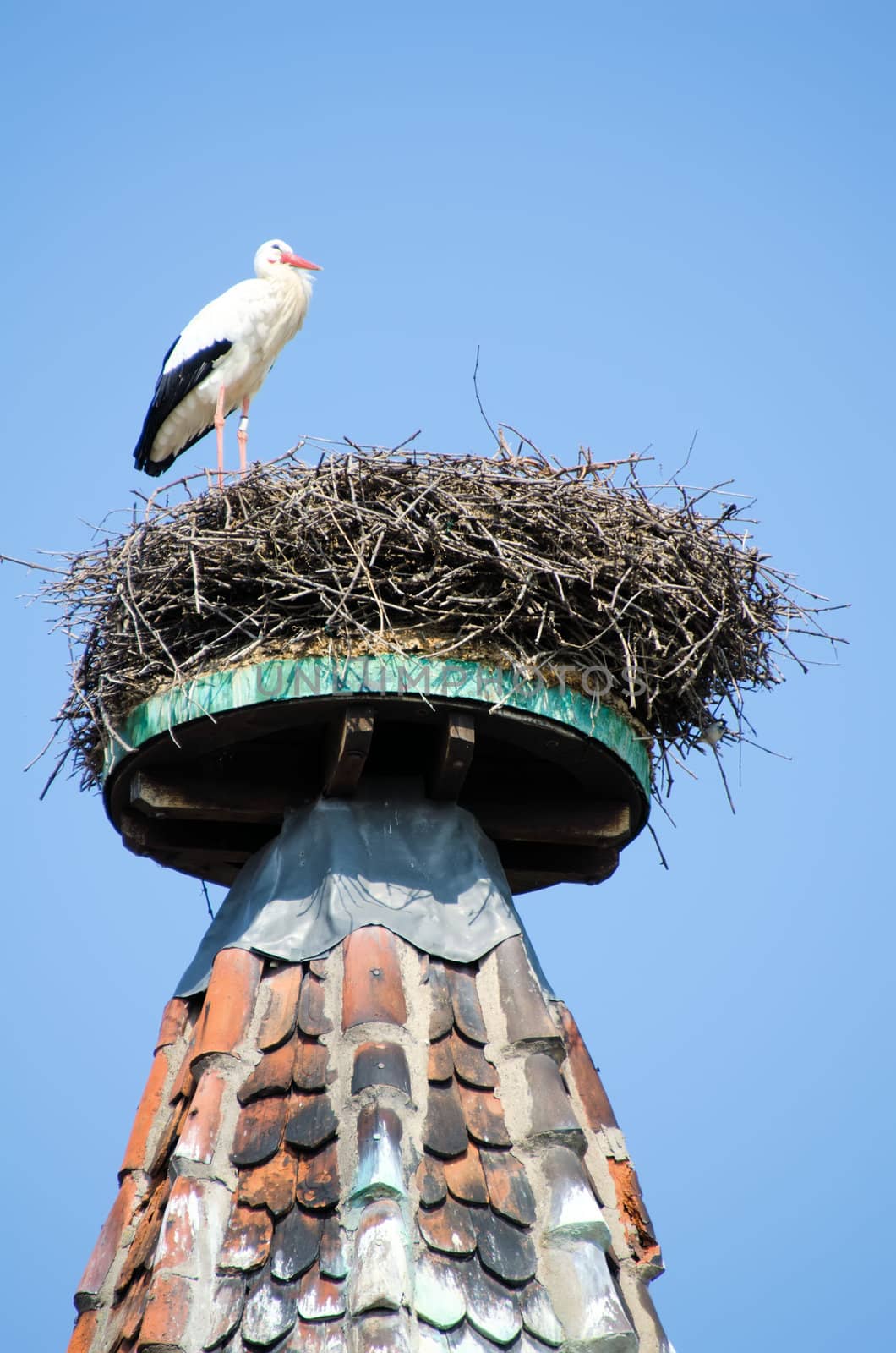 the stork in its nest by njaj