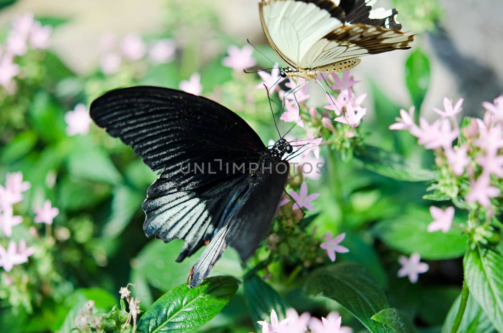 the beautiful butterfly with wings