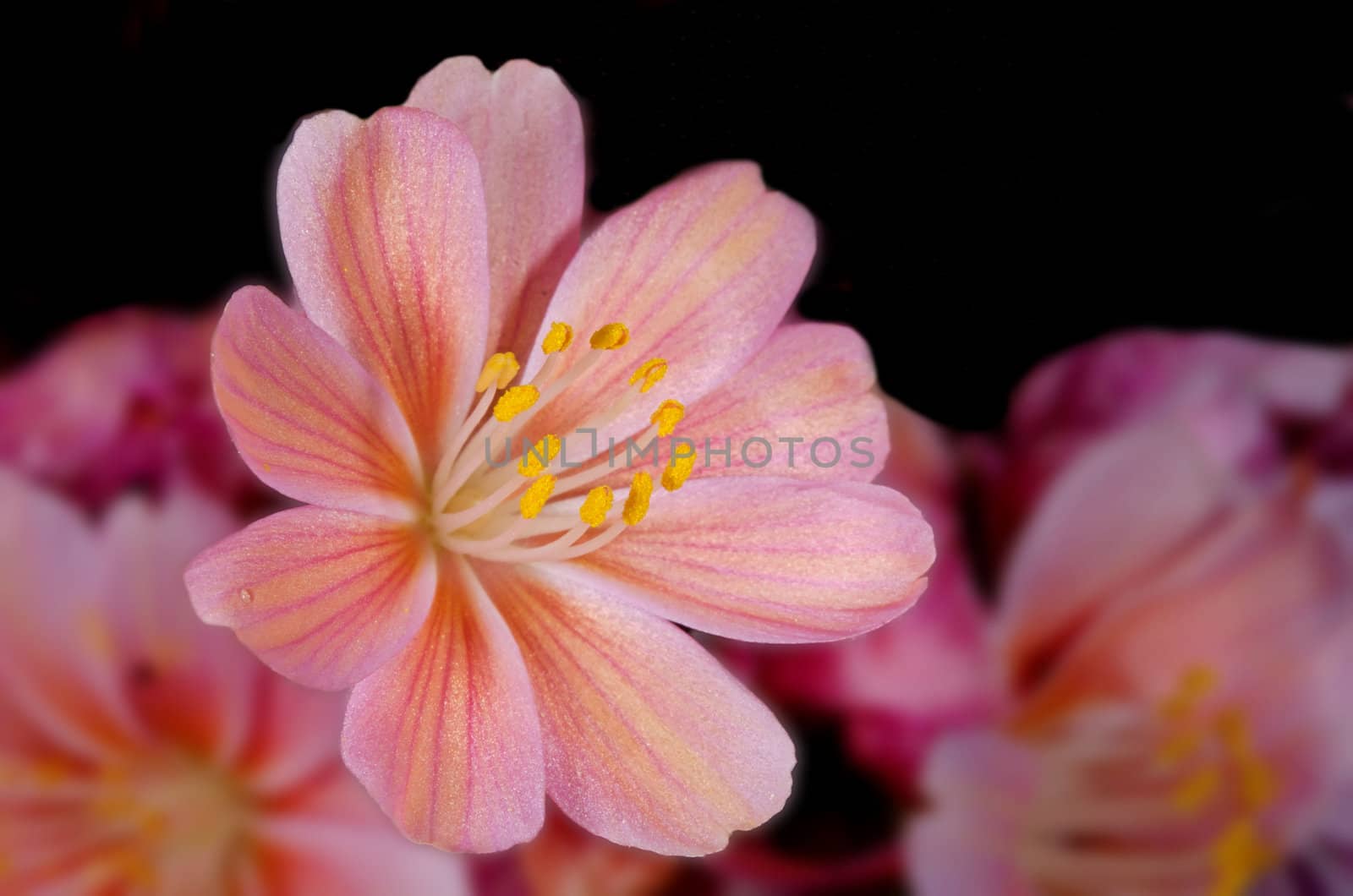 pink flowers