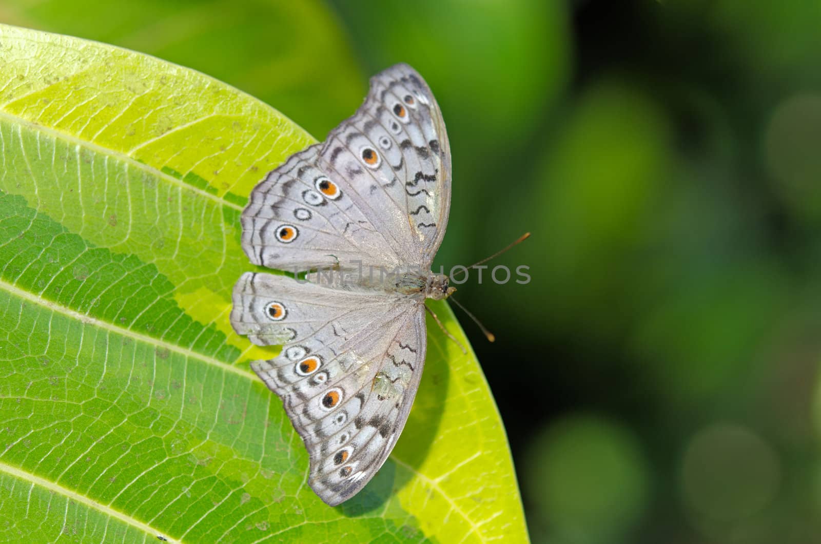the beautiful butterfly with wings