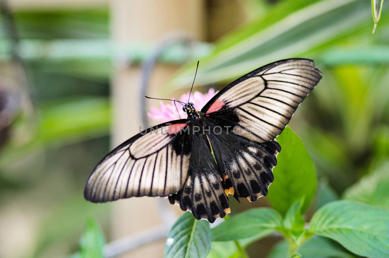 the beautiful butterfly with wings