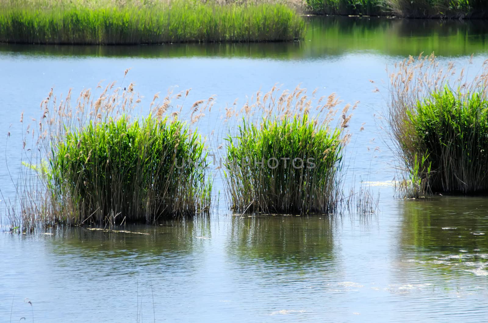 wetlands