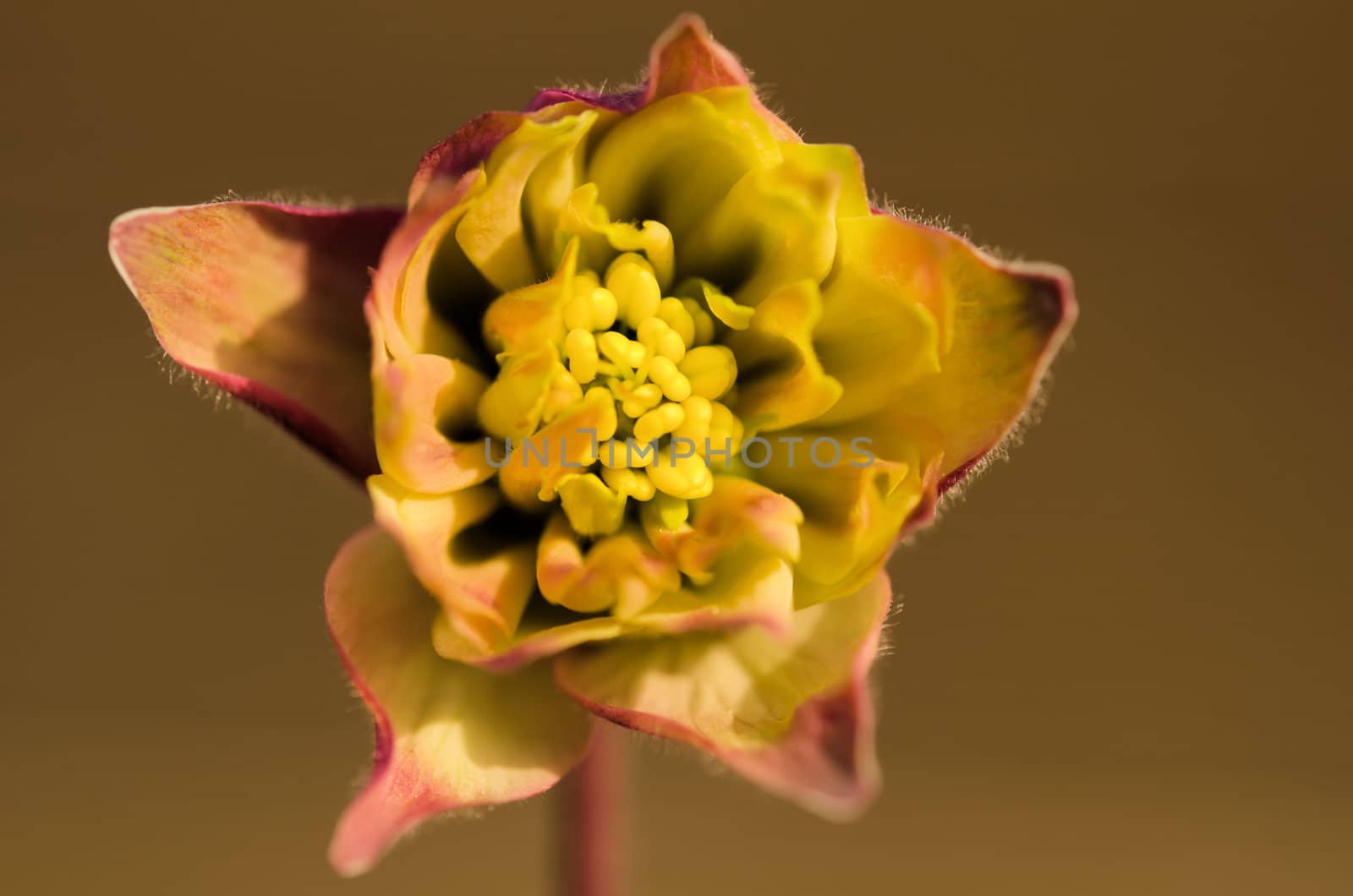 the yellow flower