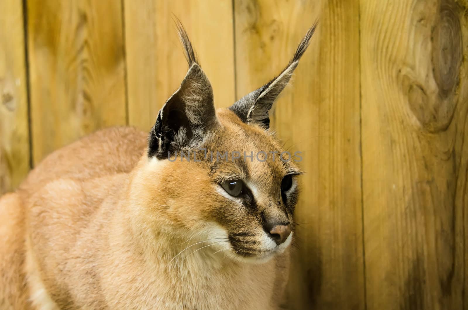 the caracal