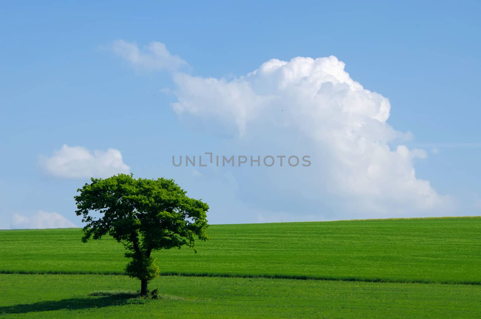 the green tree in the fields