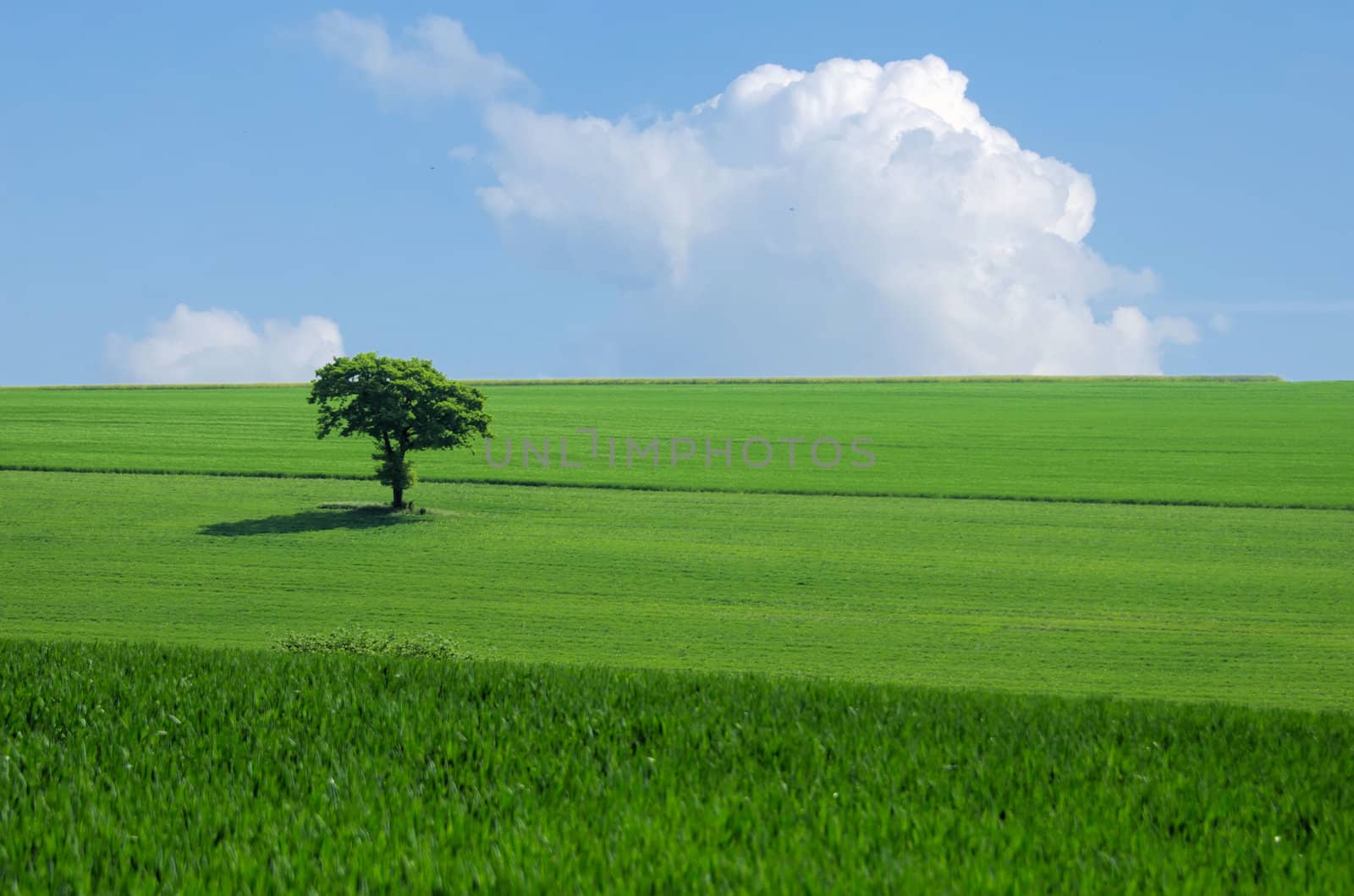 the green tree in the fields