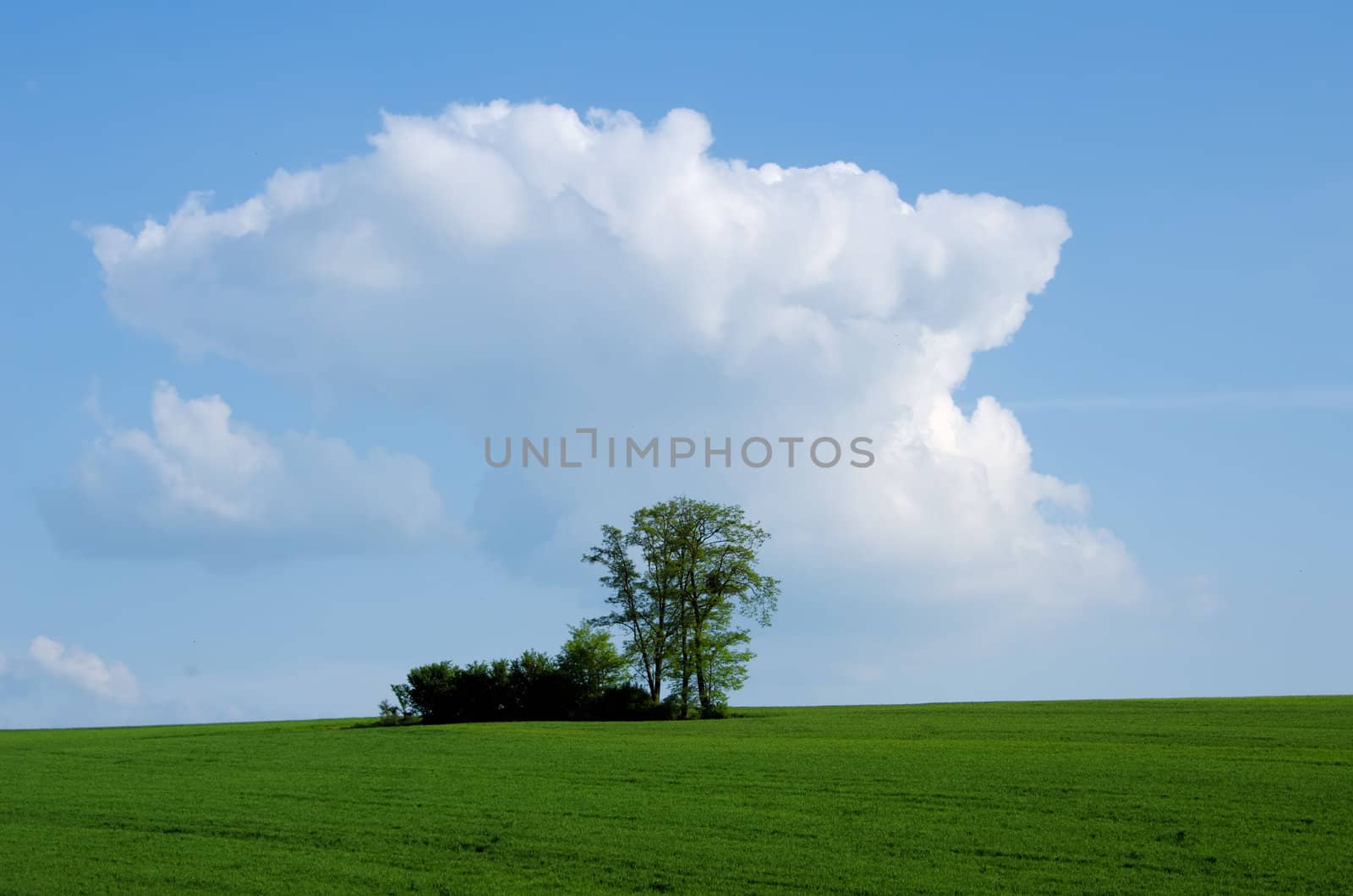 the green tree in the fields