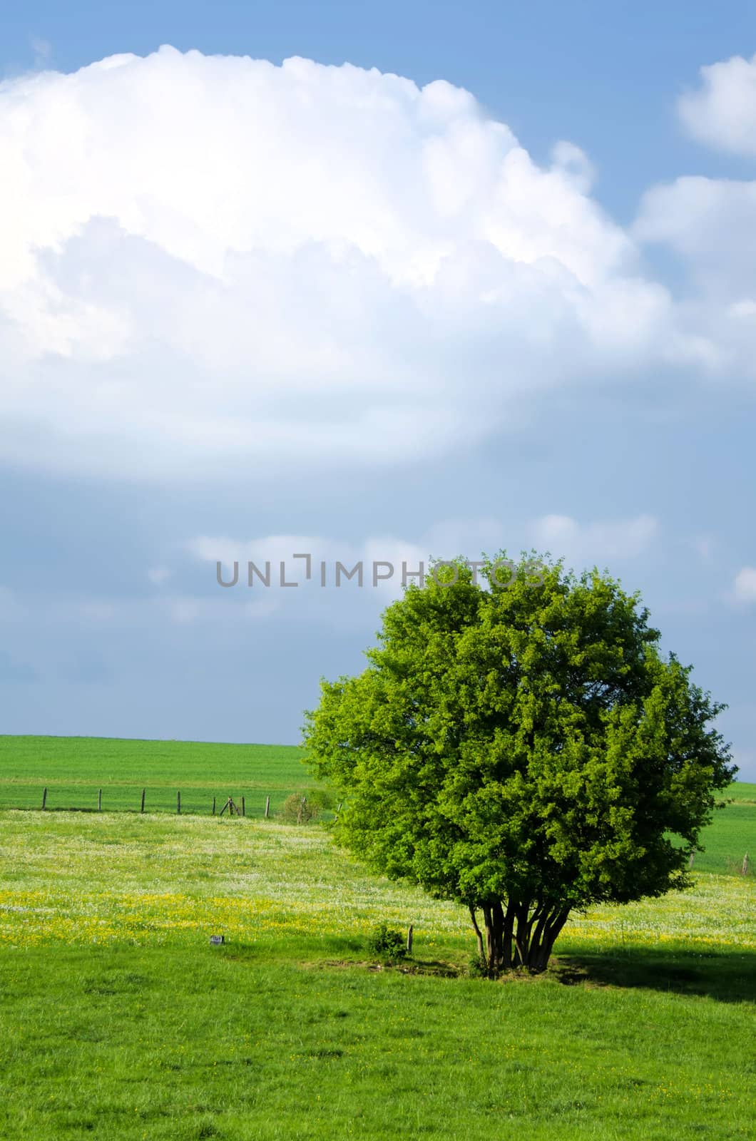 the green tree in the fields