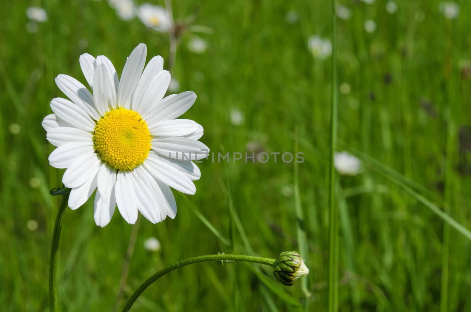 the daisy in the meadow