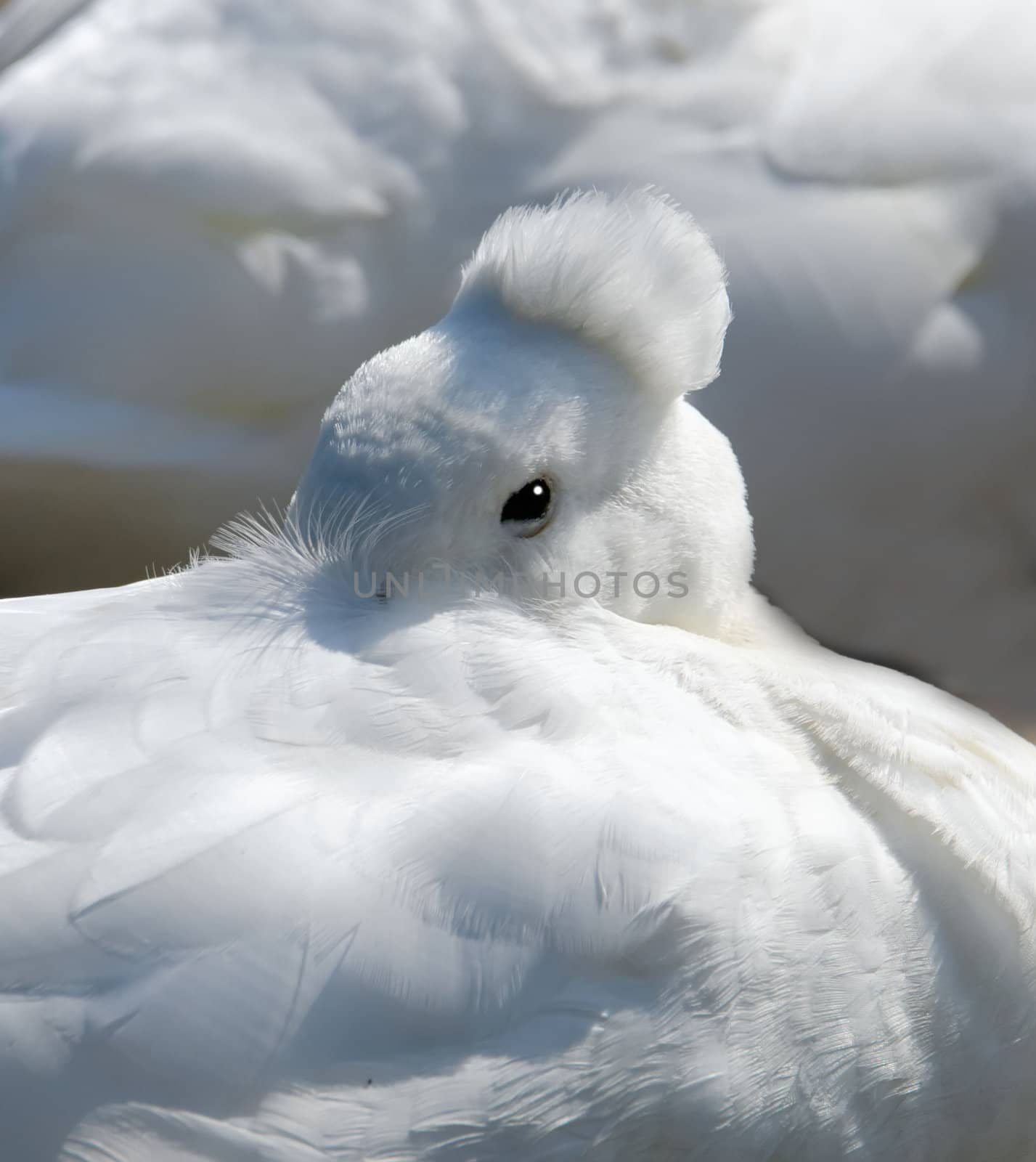 head  goose