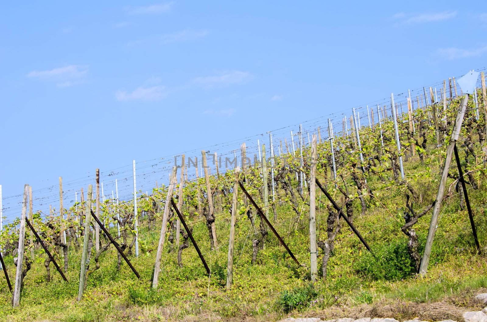 the vines