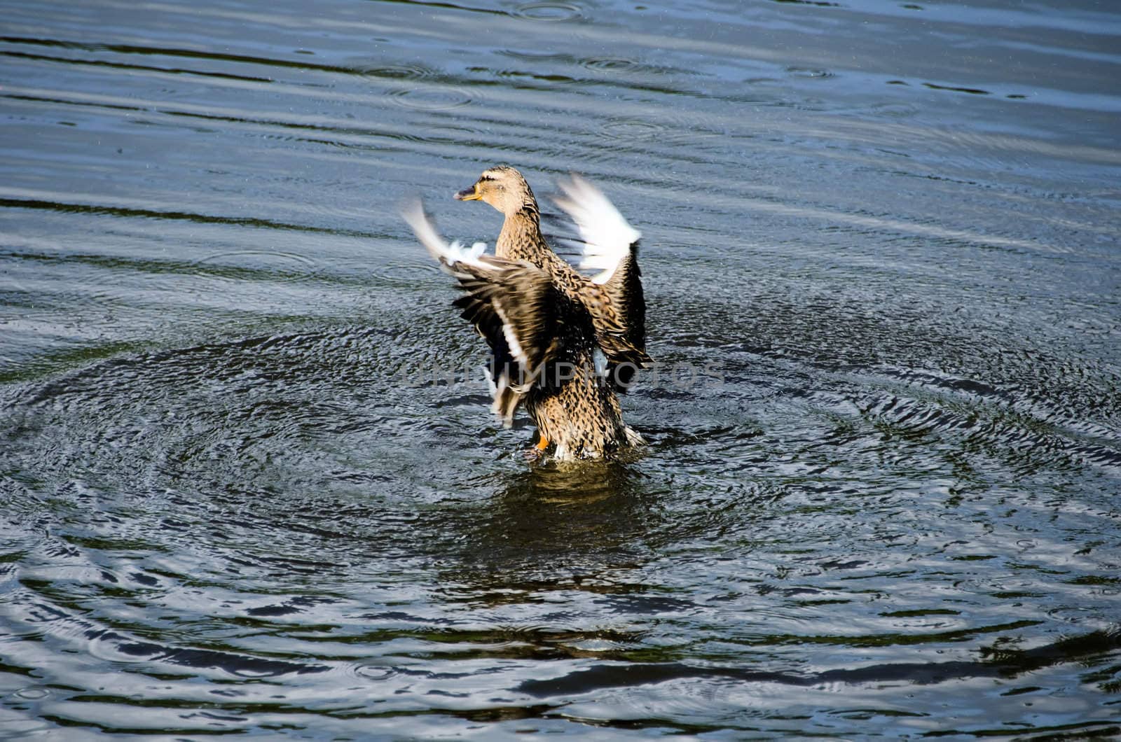 flight  a duck