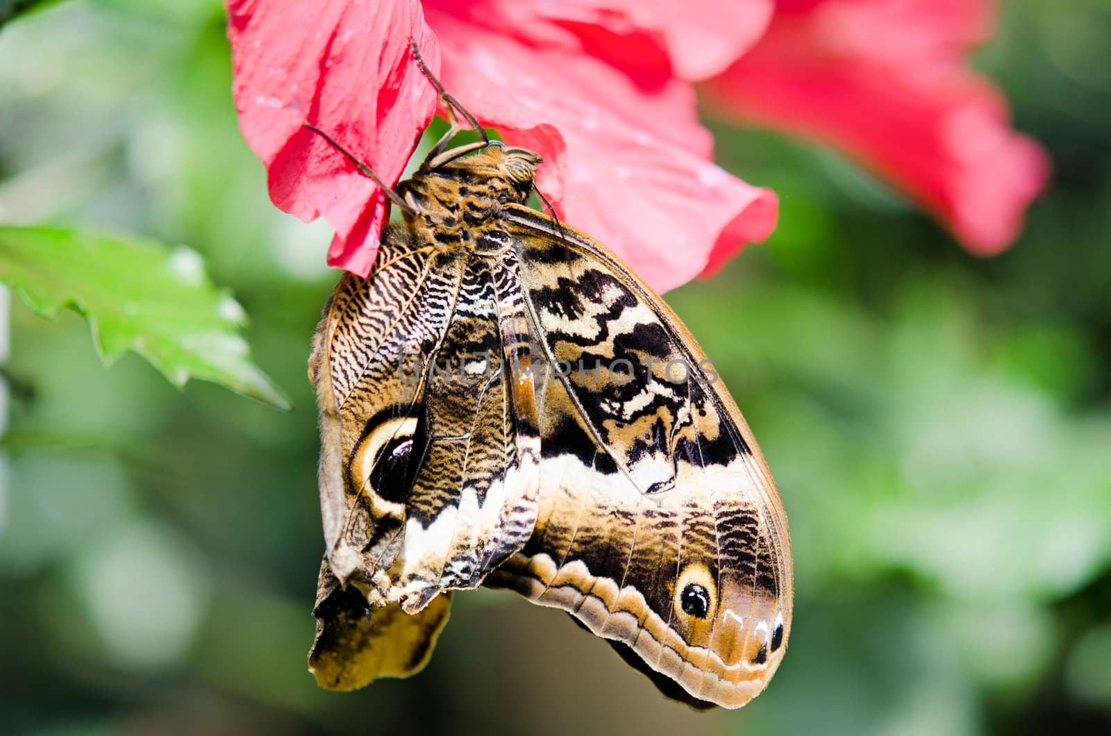 the beautiful butterfly with wings