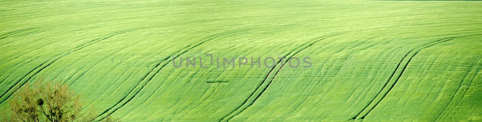 green fields by njaj