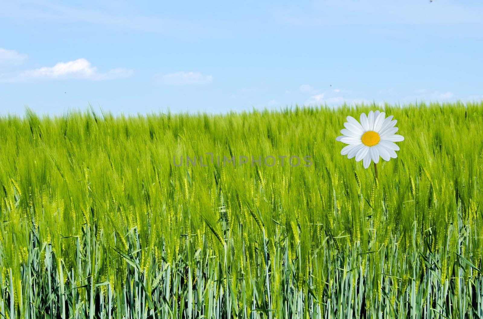 the daisy in the fields