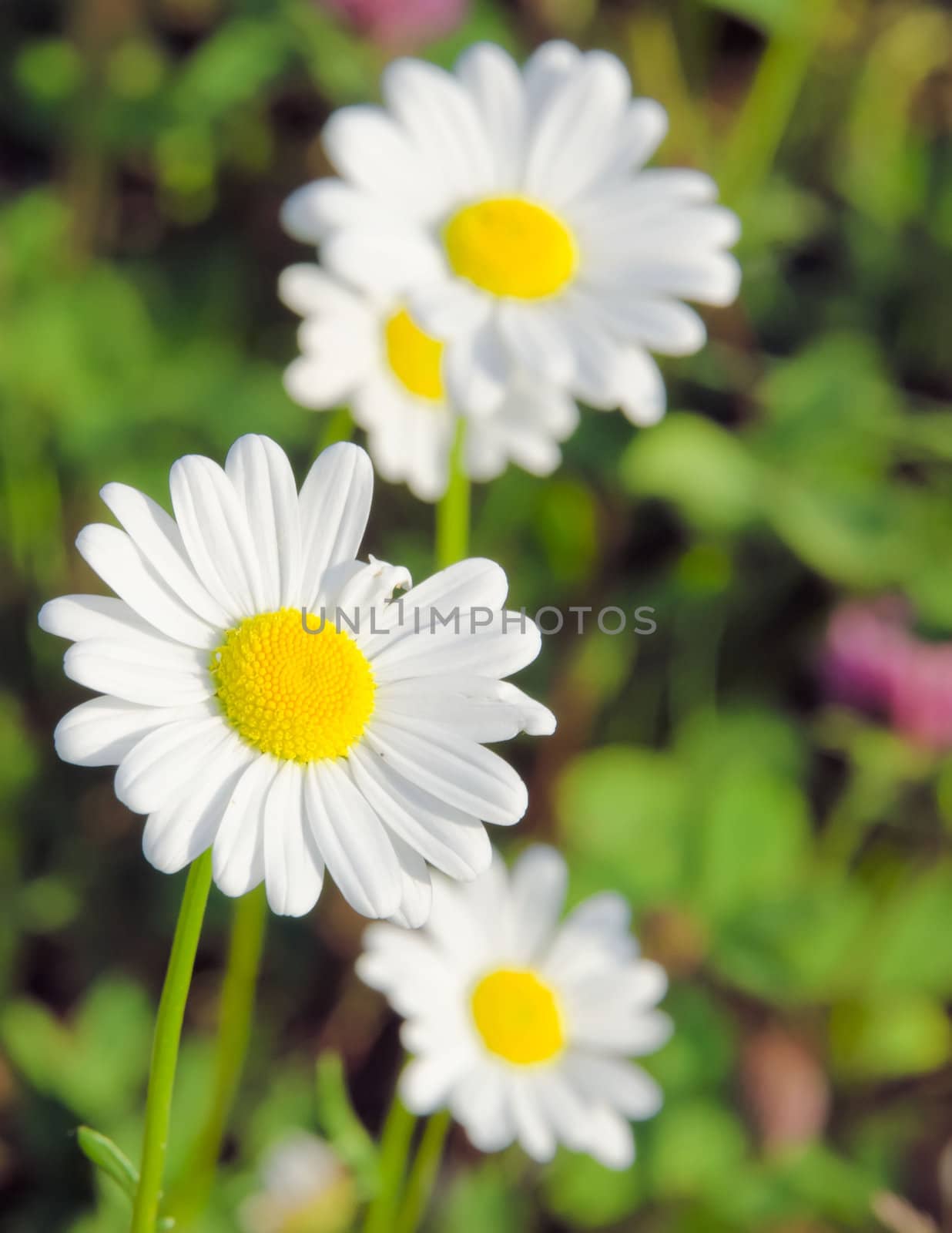 the daisy in the meadow