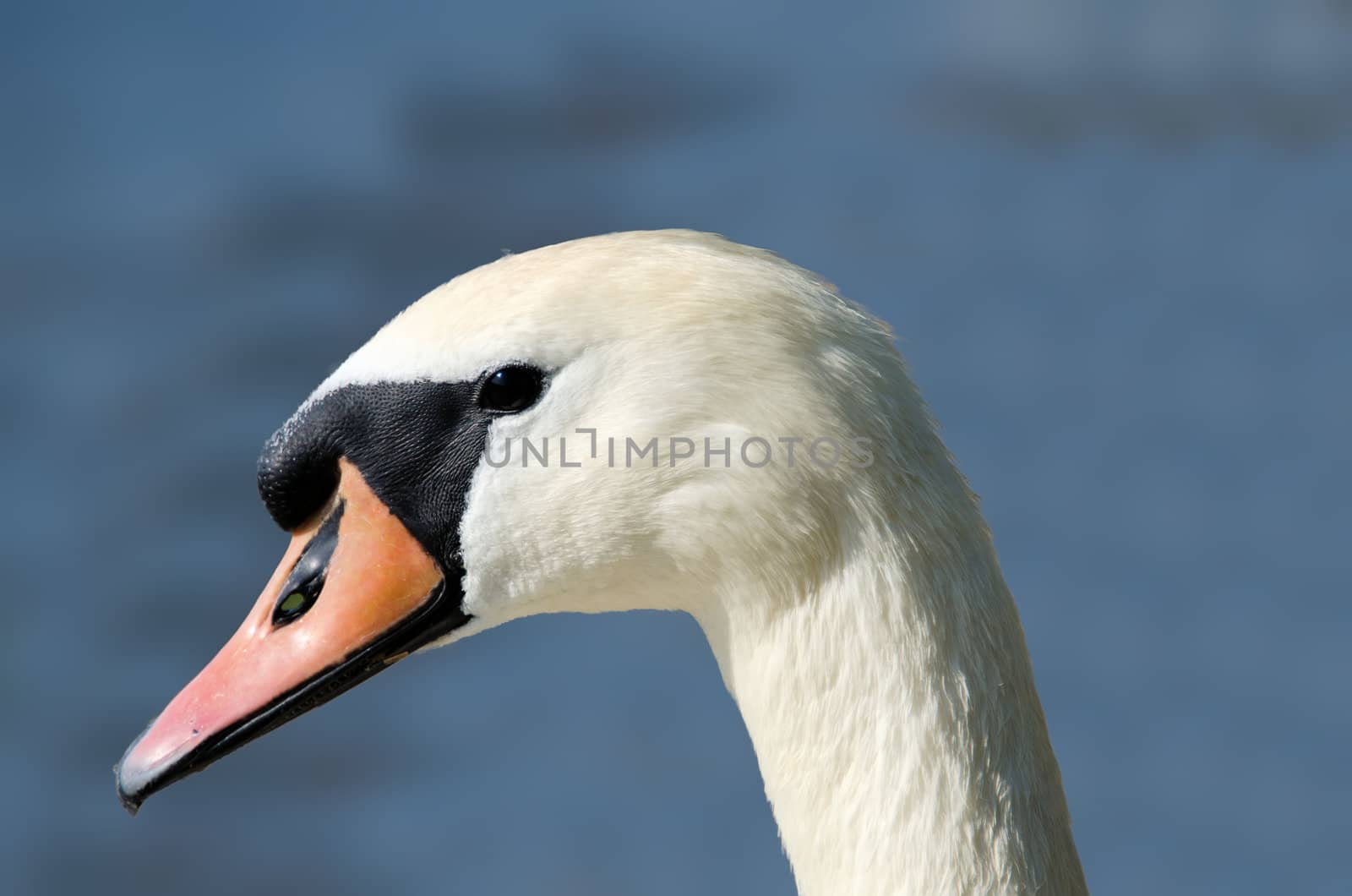 head  of a swan