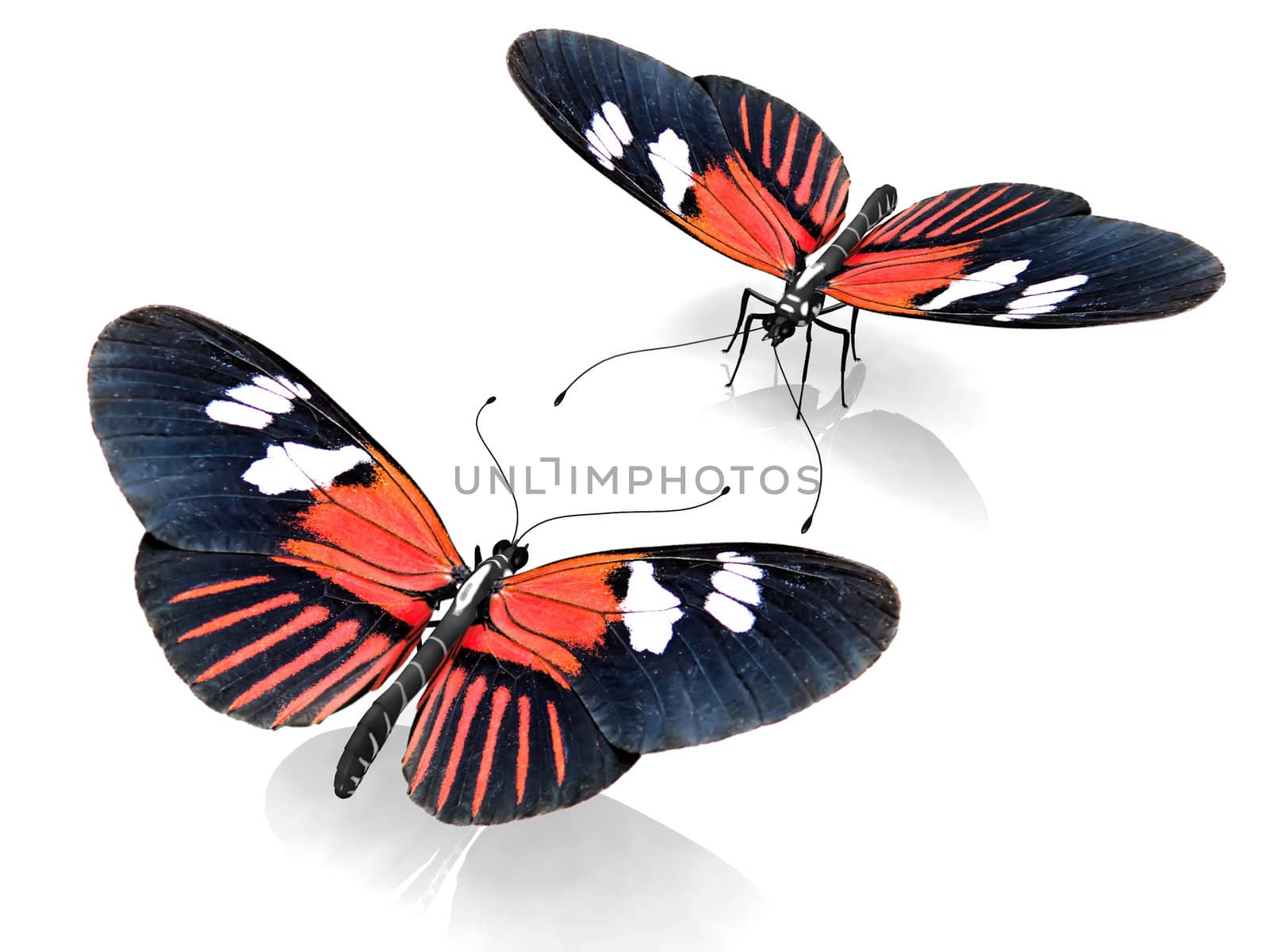 the beautiful butterfly with wings