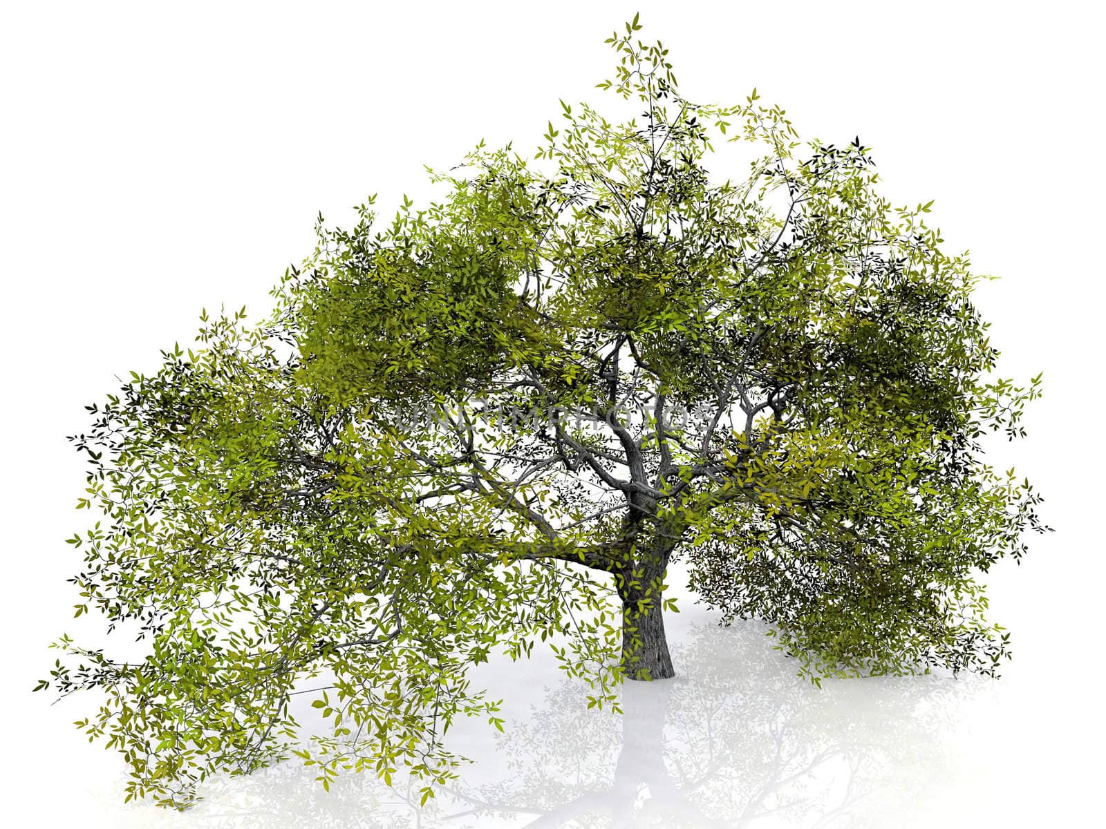 green tree