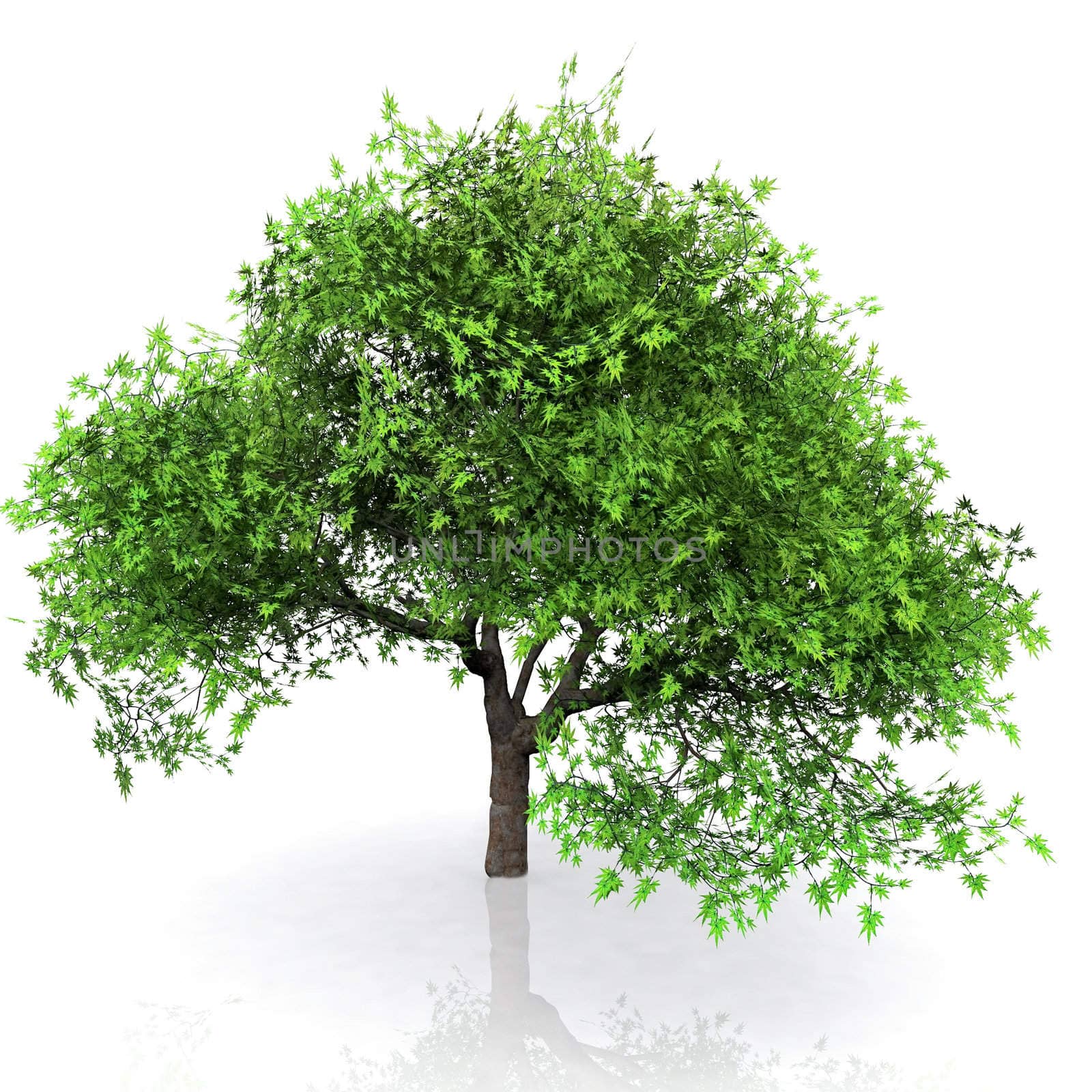 green tree