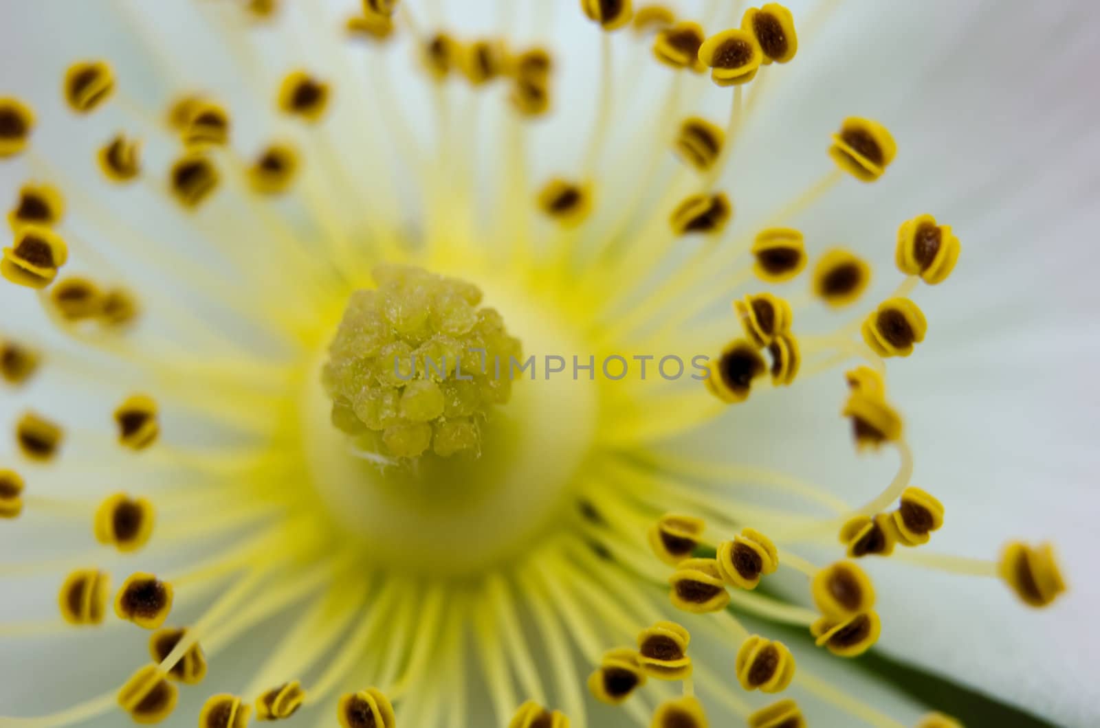 stamens and pistil