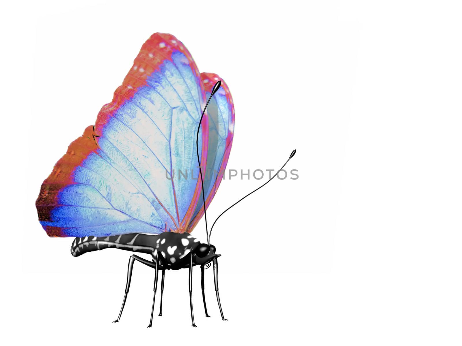 the beautiful butterfly with wings