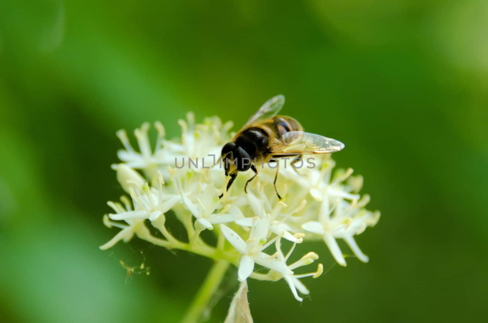 the  syrphid gathering nectar