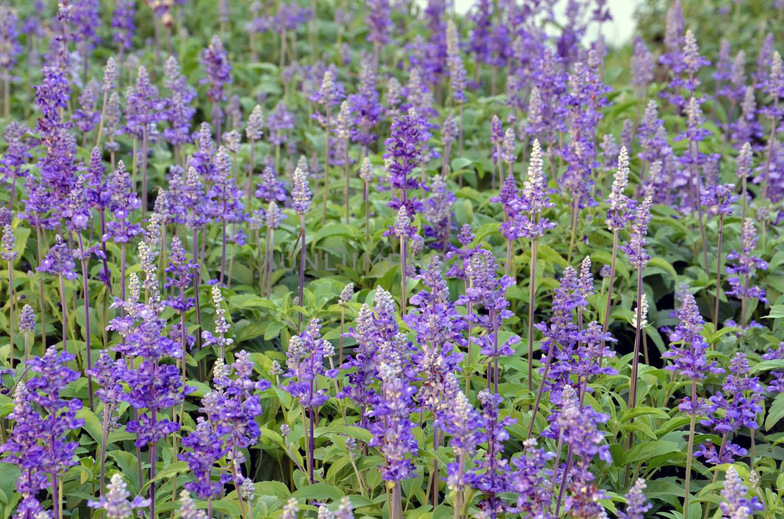 lavender flowers in the garden