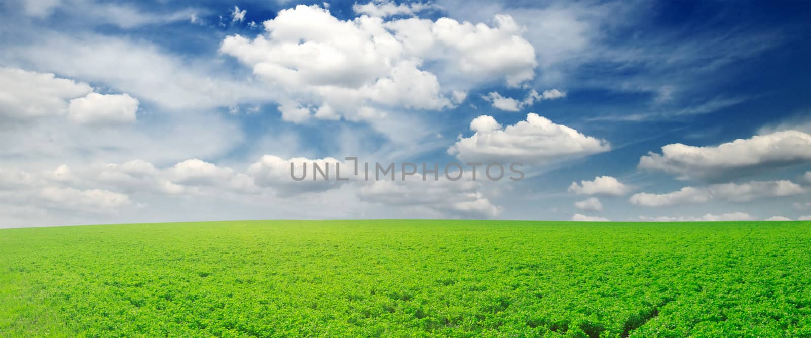 white clouds and a green field